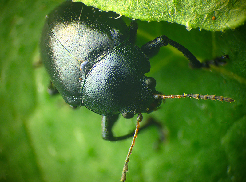 Direi un Crisomelide... infatti, Colasposoma dauricum